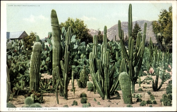 Postcard California USA, A Cactus Garden