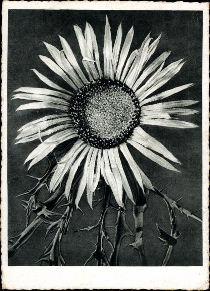 8 old PCs flowers, various motifs