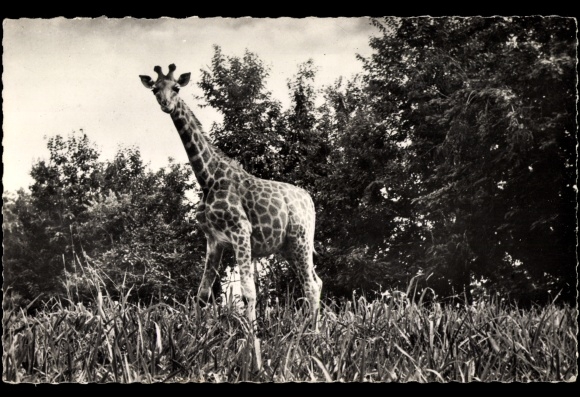 Postcard Faune Africaine, portrait of a giraffe