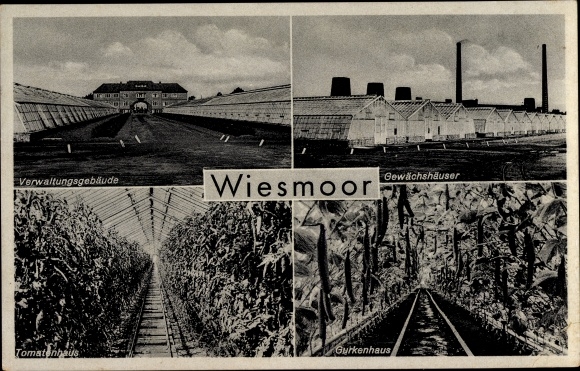 Postcard Wiesmoor in Ostfriesland, in the Birkhahnkrug, administration building, greenhouses