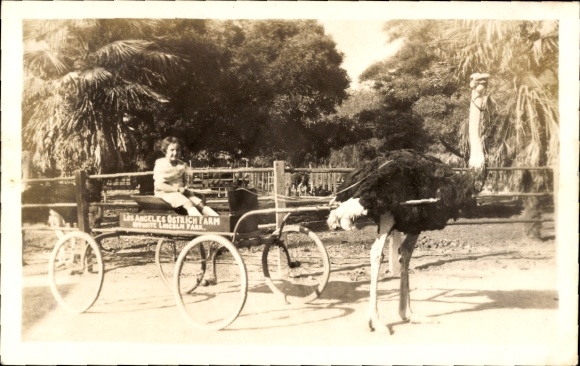 Photo Postcard Los Angeles California USA, Lincoln Park Ostrich Farm, girl on a carriage