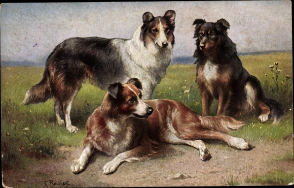 Künstler Ak Reichert, C., Colleys, Schottische Schäferhunde, Collies