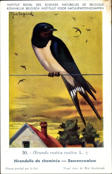 Artist PC Dupond, Hub., Hirundo rustica, barn swallow