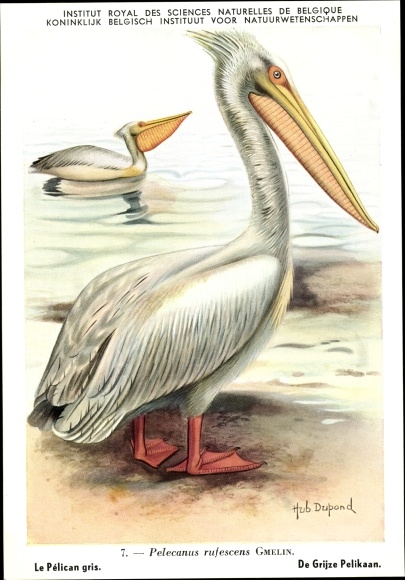 Artist PC Dupond, Pelecanus rufescens, Pelican