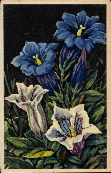 Artist PC Gentiane de Koch, Gentiana Kochiana, Gentian