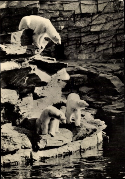 Postcard Berlin Lichtenberg Friedrichsfelde, Tierpark Berlin, polar bears