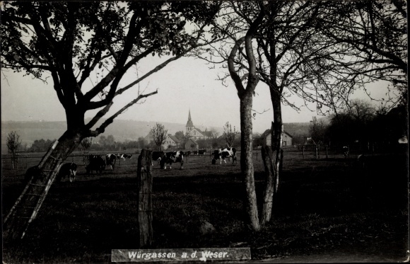 Postcard Würgassen Beverungen on the Weser, partial view, cows
