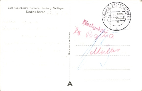 Postcard Hamburg Eimsbüttel Stellingen, Carl Hagenbecks Tierpark, Kodiak Bears