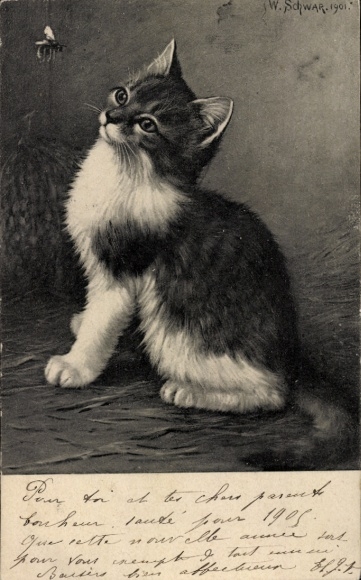 Artist Chromo-Litho Schwar, W., Young Cat, Bee