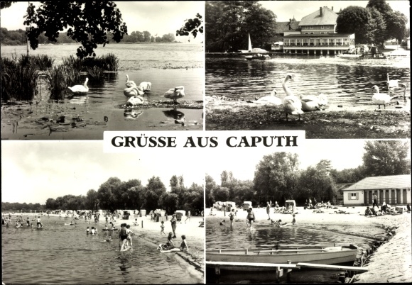 Ak Caputh Schwielowsee, See, Schwäne, Uferbad
