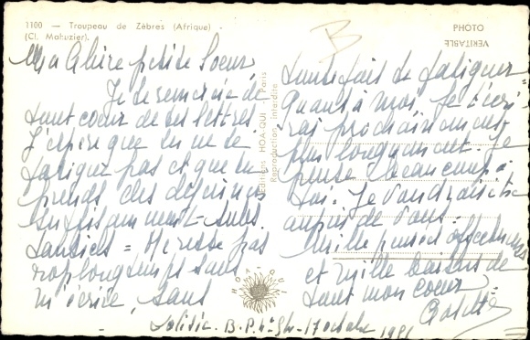 Postcard Herd of Zebras, Zebras