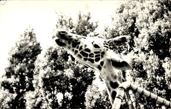 Postcard Giraffe, Giraffe Head
