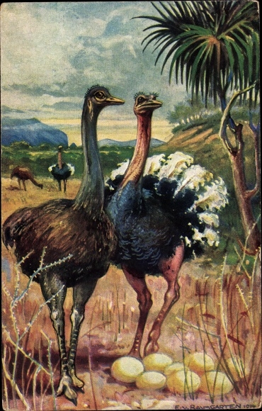 Artist PC Baumgarten, E. von, ostriches in South West Africa, ostrich eggs, German colonial areas