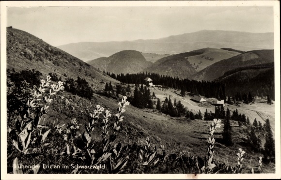 Postcard Munstertal in the Black Forest, blooming gentian, landscape
