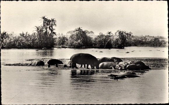 Ak Faune Africaine, Hippopotames au Bain