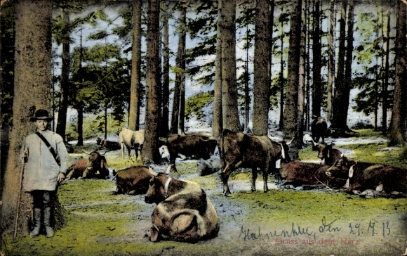 Ak Harz, Hirte im Wald, Rinder