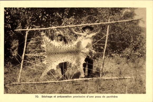 Postcard Drying and temporary preparation of a panther skin