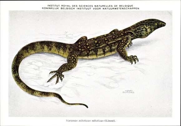Artist PC Dupond, Henri, Varanus niloticus niloticus, Nile monitor