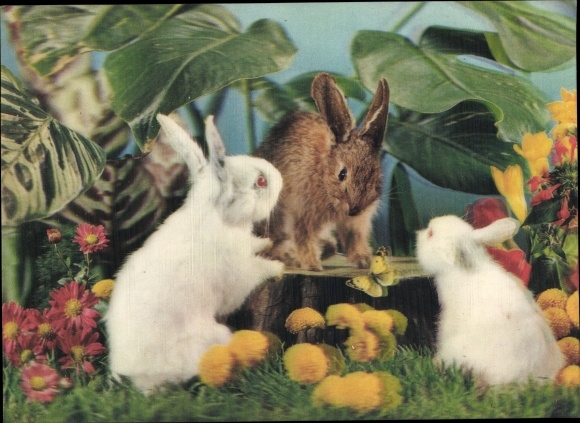 3-D Postcard Three rabbits, Drei Hasen, Albinos