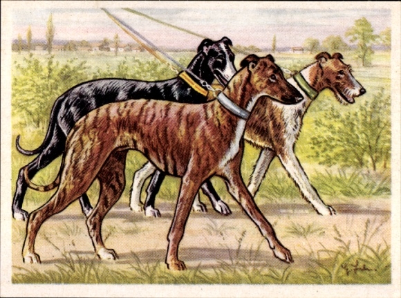 Sammel-Einzelbild Austria Bildwerk Kamerad Hund Serie VI Bild 148, Das Englische Windspiel / Whippet