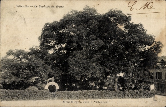 Postcard Villennes sur Seine Yvelines, Sophora en fleurs