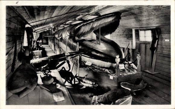 Postcard Museum, Stuffed Giant Whale, Blue Whale, Age 168 Years, Shark