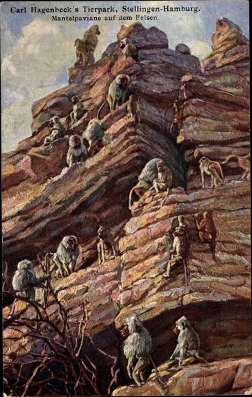 Artist PC Hamburg Stellingen, Carl Hagenbeck's zoo, cloaked baboons on the rock
