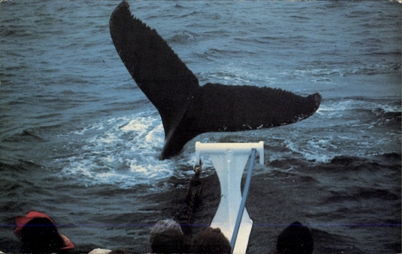 Postcard humpback whale, rorqual whale