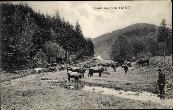 Postcard Harz, cows in the pasture