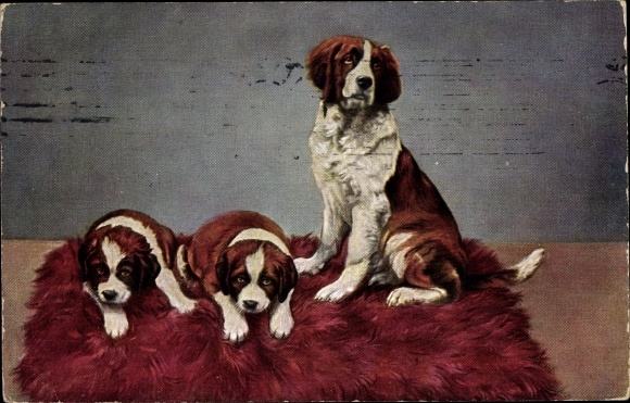 Artist Postcard dogs, Saint Bernards, puppies