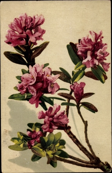 Postcard Photochromie, Nenke and Ostermaier 543 1164, rhododendron