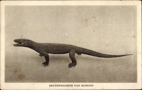 Postcard Komodo dragon, giant lizard