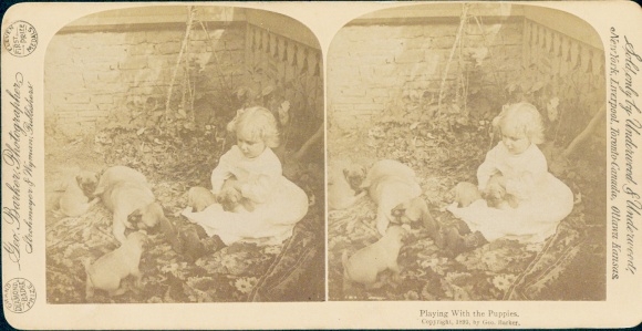 Stereo Foto Mädchen spielt mit Hundewelpen