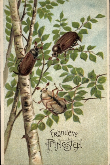 Embossed PC congratulations Pentecost, may beetle on birch branches