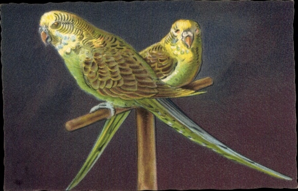 Postcard Two parrots, birds
