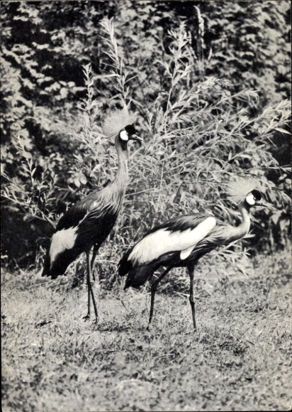 Postcard Kronberg im Taunus, crowned cranes, Georg von Opel outdoor enclosure for animal research