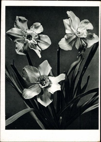 8 old PCs flowers, various motifs
