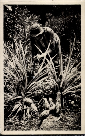 KP Guadalupe, Cueillette des Ananasy