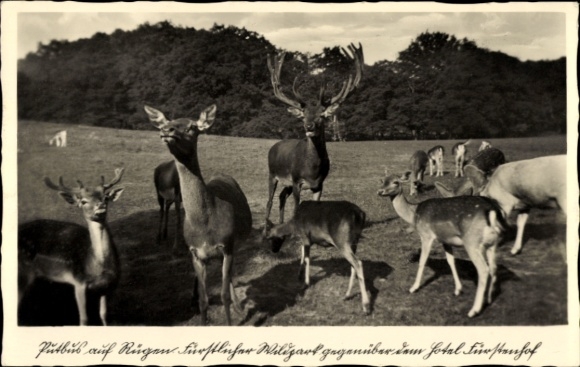 Postcard Putbus on the island of Rügen, Deer Park, various deer and stag species, Hotel Fürstenhof