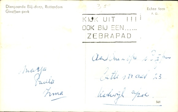 Postcard Rotterdam South Holland Netherlands, Zoo, Giraffes