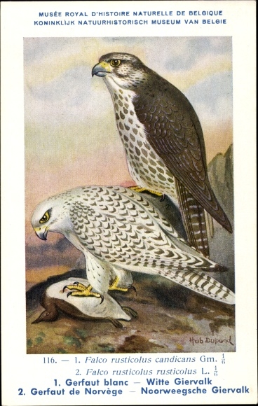 Artist PC Dupond, Hub., Falco rusticolus candicans, Gyrfalcon
