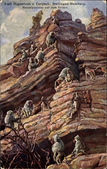 Artist PC Hamburg Stellingen, Carl Hagenbeck's zoo, cloaked baboons on the rock