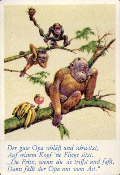 Collector's picture funny pictures no. 34, orangutan sleeping on a branch