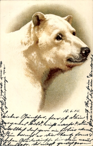 Artist Chromo-Litho Polar Bear, Animal portrait