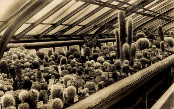 Postcard Berlin Zehlendorf Dahlem, Botanical Garden, Cactus House