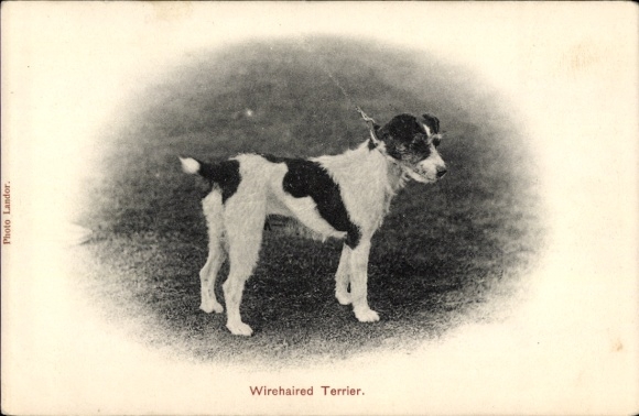 Postcard Wirehaired Terrier, dog portrait