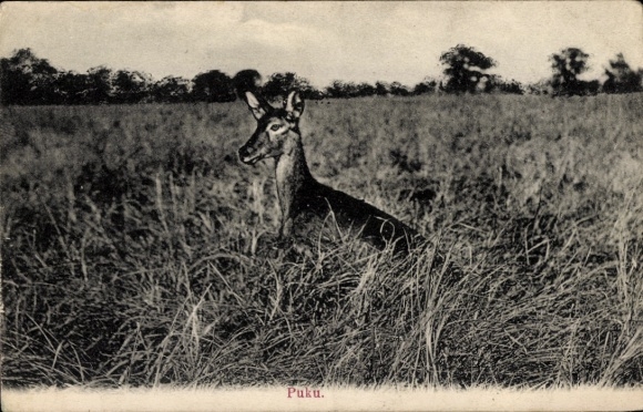 Postcard African wildlife, Puku, antelope
