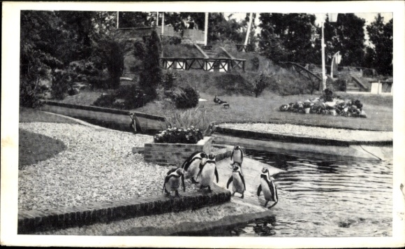 Postcard Avifauna, Penguins