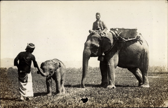 Postcard Elephants, Cub, Locals