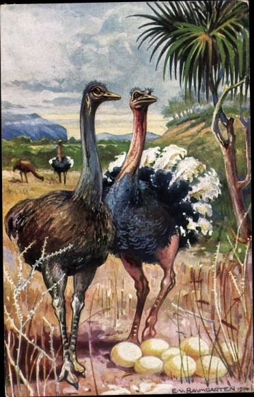 Artist Postcard von Baumgarten, E., ostriches in South West Africa, ostrich eggs, German colonial areas